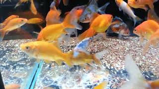 Goldfishes at Walmart Part 2 [upl. by Buehler]