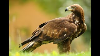 Tierische Superhelden Die erstaunlichsten Fähigkeiten von Tieren [upl. by Forster]