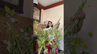 Usineko organic bhatmas 😇 cooking harvesting organic food fyp shorts [upl. by Helmut]