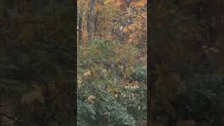 Avrie C Mullins Construction Part 1 of 2 Clintwood VA 110124 [upl. by Arlan655]