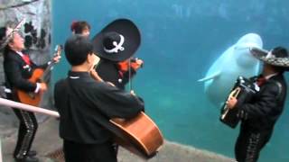 Mariachi Connecticut plays quotEl Jarabe Tapatíoquot for Juno the beluga whale [upl. by Einaej]