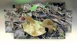 Lactifluus corrugis  fungi kingdom [upl. by Hyman]