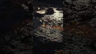 Pithamagan vikram tamilshorts whatsappstatus tamillyrics naturevideo shorts nature tamilsong [upl. by Yadnil]