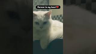 missyou flona cat heartbroken 😭😭🥹sad [upl. by Wolff]