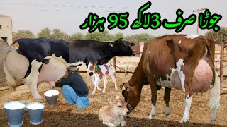 03451099392  cow for sale new video  cholistani Friesian cross cow cow for sale Mera sahiwal tv [upl. by Wilburn828]