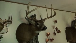 Deer Mounts 2012 [upl. by Hallvard]