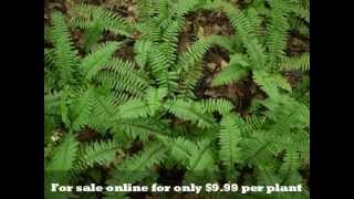 Evergreen Christmas Fern Plants [upl. by Analeh853]