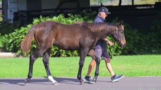 Lot 114 Telemon Thoroughbreds [upl. by Harmaning523]