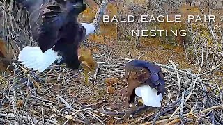 11🦅Fort StVrain Eagle Nest／Nov42024／Xcel Energy Fort St Vrain Eagle Cam [upl. by Eldreda]