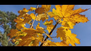 Herbstvideo im Novembernebel [upl. by Killigrew157]