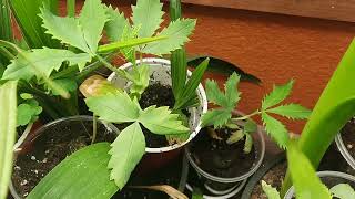 Melianthus major seedlings 2 months old [upl. by Clapp987]