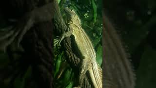 Philippine Sailfin Lizard  Singapore Zoo [upl. by Beitnes998]