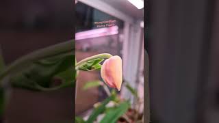 Phragmipedium Hanne Popow вотвот раскроет бутон phragmipedium orchid plants цветы [upl. by Demaria]