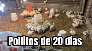 Cómo CRIAR POLLOS DE ENGORDE Parte 2 20 días [upl. by Matronna492]