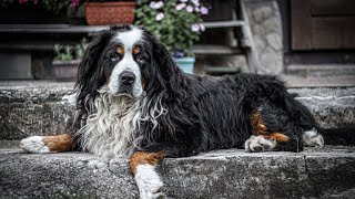 How do you groom a Bernese Mountain Dog s coat [upl. by Zampino]