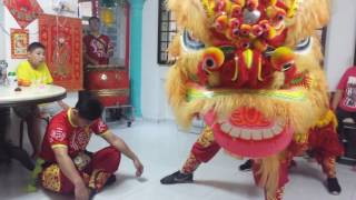 Chinese lion dance Awesome lion dance Must watch [upl. by Anilet]