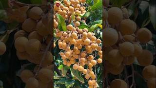 Beautiful Veritys Fruit Moment  fruit nature satisfying garden shorts [upl. by Anayhd]