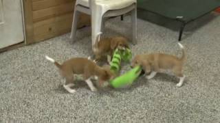 UKC Red Beagle Puppies for Sale from wwwdyerfarmscom [upl. by Sucramad]