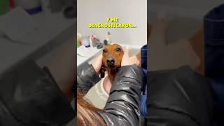 Me han diagnosticado…😇 perrosalchicha shorts teckel reels perros doglover subscribe viral [upl. by Errehs]