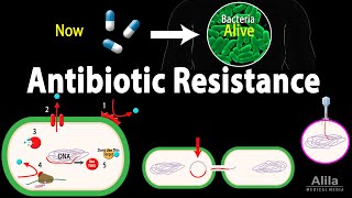 Antibiotic Resistance Animation [upl. by Hegyera599]