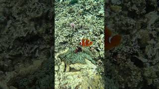 Snorkeling with Clownfish Exploring Nature’s Aquatic Gems [upl. by Enomes]