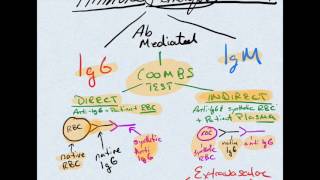 Autoimmune Hemolytic Anemia amp Coombs Test  What Is It  COMLEXUSMLE [upl. by Egrog]