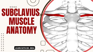 Subclavius Muscle Anatomy Origin Insertion Nerve Supply amp Action  Subclavius Muscle Explanation [upl. by Gordie606]