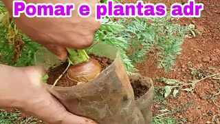 Como plantar CENOURA na garrafa pet  passo a passo [upl. by Yssenhguahs]