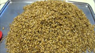 Malting wheat at home [upl. by Bolling139]