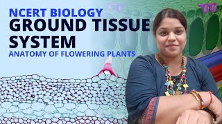 Ground tissue system  Class 11 Biology  NCERT [upl. by Jeanette353]