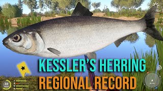 Kesslers Herring Trophy Regional Record at Akhtuba River  Russian Fishing 4 rf4 [upl. by Avivah]