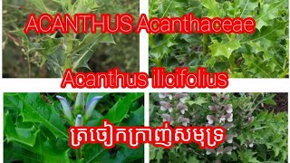 ACANTHUS Acanthaceae Acanthus ilicifolius ត្រចៀកក្រាញ់សមុទ្រ [upl. by Llebiram]