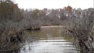 Wading in Second Creek Waterfowl Impoundment in Lacrosse Waders [upl. by Loveridge]