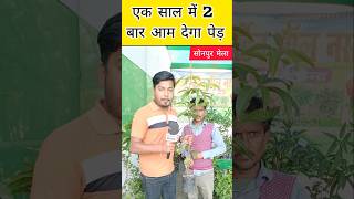 साल में दो बार आम देने वाला आम का पेड़ 😱  All Time Mango Plant sonpurmela2024 mango shorts [upl. by Ammon814]