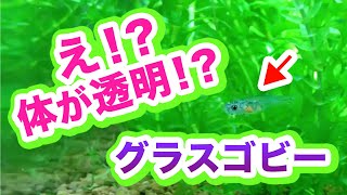 体が透明！？グラスゴビー Gobiopterus chuno [upl. by Winny]