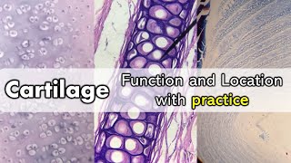 Cartilage  Function and Location with Quiz [upl. by Llorre]