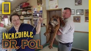 Bloodhounds vs Porcupine  The Incredible Dr Pol [upl. by Nosnarb]