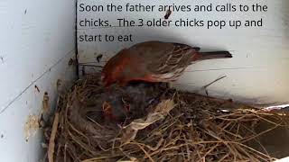 Day 3 for House Finch chicks [upl. by Aniratak209]