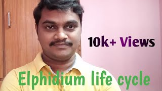 Elphidium life cycleDegree zoologyఎల్ఫిడియం జీవిత చక్రం [upl. by Cortie]