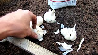 11 Tips for Successfully Planting Garlic in Your Vegetable Garden Fall Planting [upl. by Eiramlatsyrc]