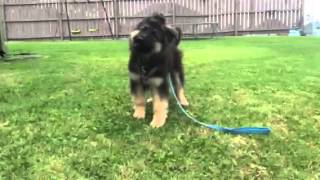 German Shepherd Puppy Barking [upl. by Fatsug485]