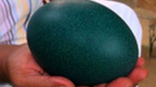 Emu Egg Mythree Garden Palakkad Kerala [upl. by Hsemar]