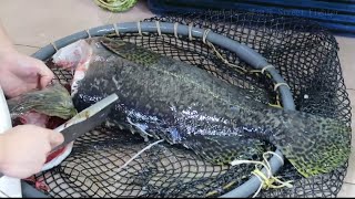 Cutting Live Giant Grouper 恩記龍躉大王 天天生劏龍躉 Epinephelus lanceolatus 鞍帶石斑魚 MVI 1092 [upl. by Urba]