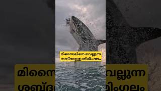 ലോകത്തിലെ ഏറ്റവും ശബ്ദമുള്ള ജീവി shortsfeed [upl. by Amerd657]