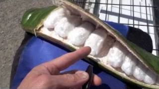 Guaba Ecuadorean Fruit [upl. by Nnahtur]