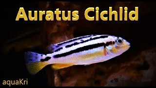 Auratus Cichlid Care amp Tank Set up Guide [upl. by Anohsal]