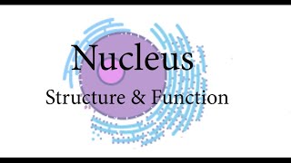 What is Nucleus   Structure and Function of Nucleus  Nucleolus  Nucleoplasm  elearning [upl. by Araed]