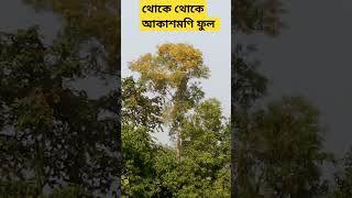 ক্যামেরায় বন্দি আকাশমণি ফুল।কাষ্টল ফুল।akashmoni plants flowers live zoom nature raw [upl. by Eipper283]