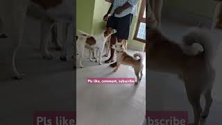 Appa dogsound doglover puppy labrador subscribe newshorts viral trending rescue paralysis [upl. by Ahsataj376]