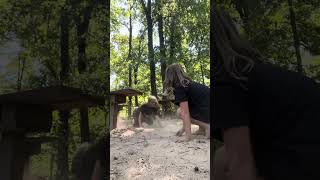 A Pallas cat and fox playing in some sand [upl. by Lexine982]